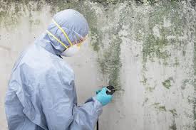 Mold Documentation for Insurance Claims